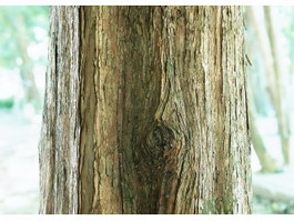 Pine tree trunk texture