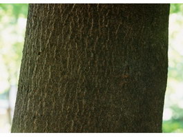 Coffee tree bark texture