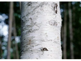 European white birch bark texture