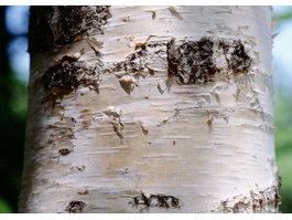 Cherry Tree Bark texture