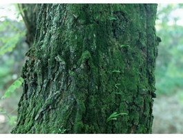 Mossy bark texture