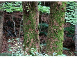 Mossy tree bark texture