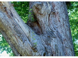 Bifurcate tree trunk texture