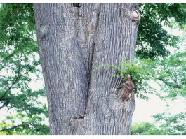 Texture tree trunk texture