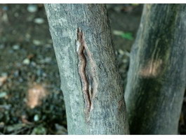 Tree bark Cracking and Splitting texture