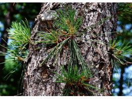 Germination of pine tree texture