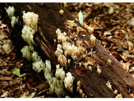 Mushroom on the deadwood texture
