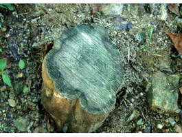 Sawing surface stump texture