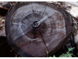 Sawn cut on the tree stump texture