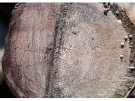 Old sawing surface on log texture