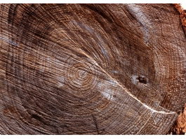 Sawing incision of tree texture