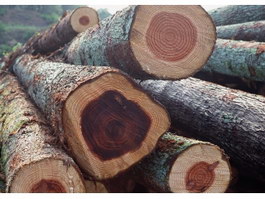 A pile of logs texture