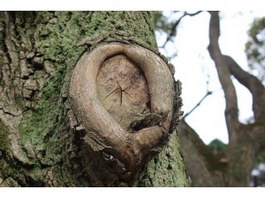 Tree tumor and rough bark texture