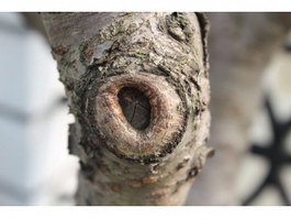 Burl on a tree texture