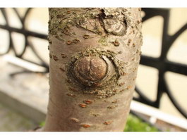 Tree Burl texture