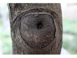 Tree tumor nodules texture