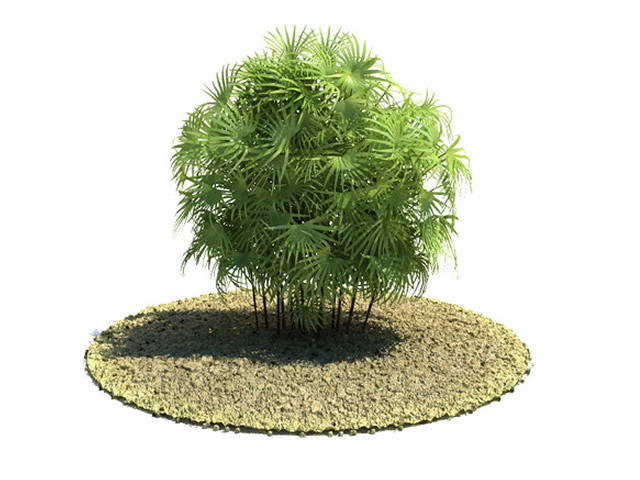 Palmae Rhapis excelsa 3d model 3dsMax files Download eBook here - modeling 