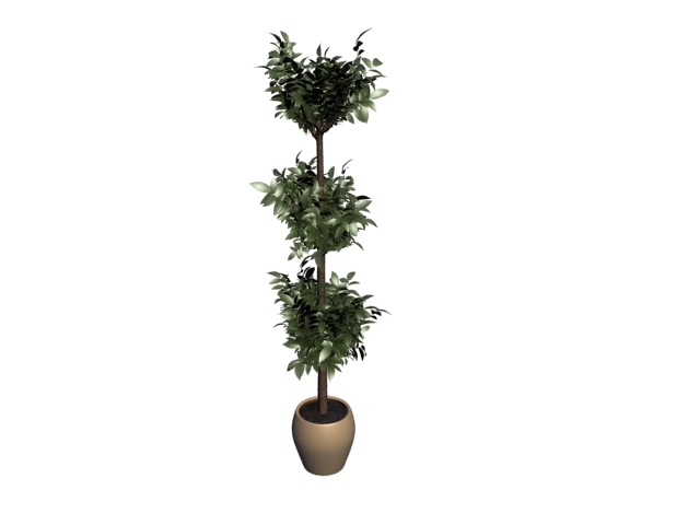 Potted Money Plant Tree 3d Model Cadnav