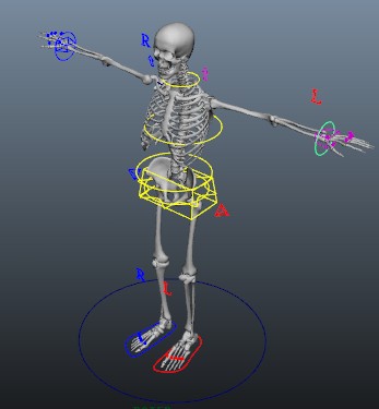 Human skeleton 3d model maya free download