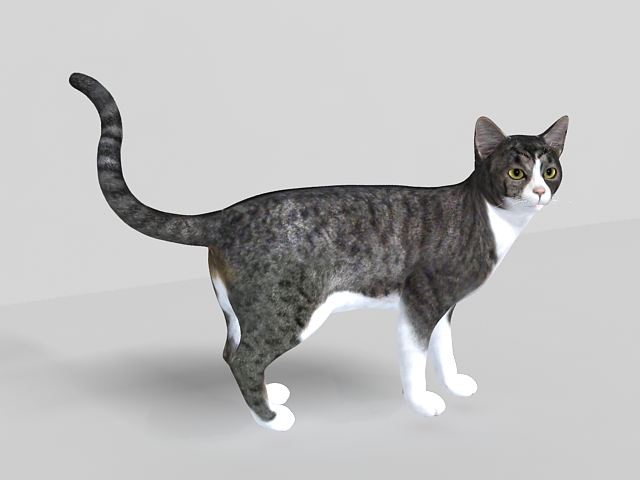 Grey tabby cat 3d model 3ds max files free download modeling 29057 on