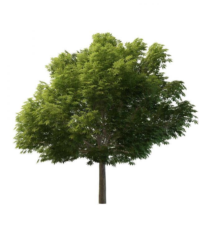 Sycamore Tree 3d Model Cadnav