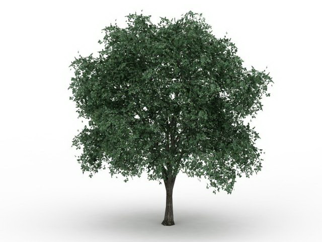 Silver Linden Tree 3d Model Cadnav