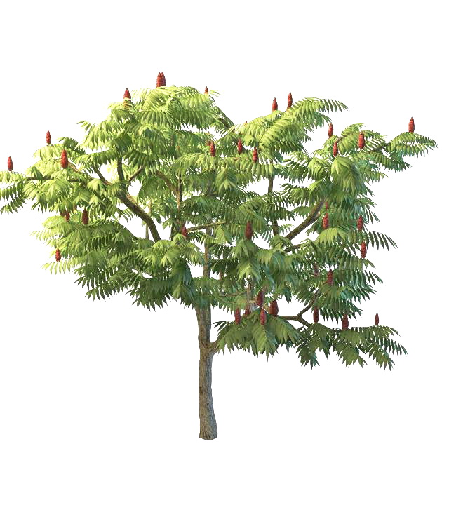 Staghorn sumac tree 3d model 3ds max files free download - modeling
