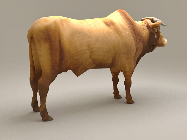 Brahman Bull Cattle 3d Model Cadnav