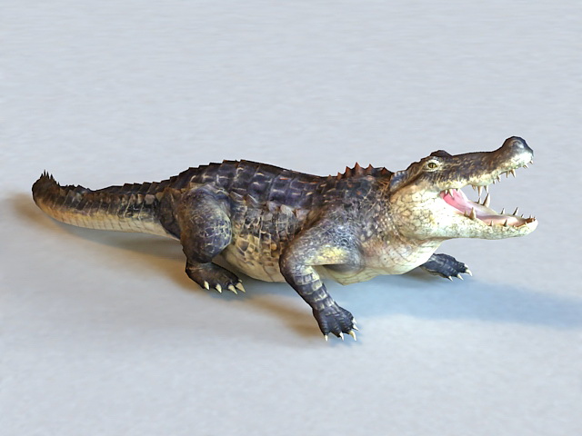 American Alligator Animated & Rigged 3d model 3ds Max files free download modeling 37675 on CadNav