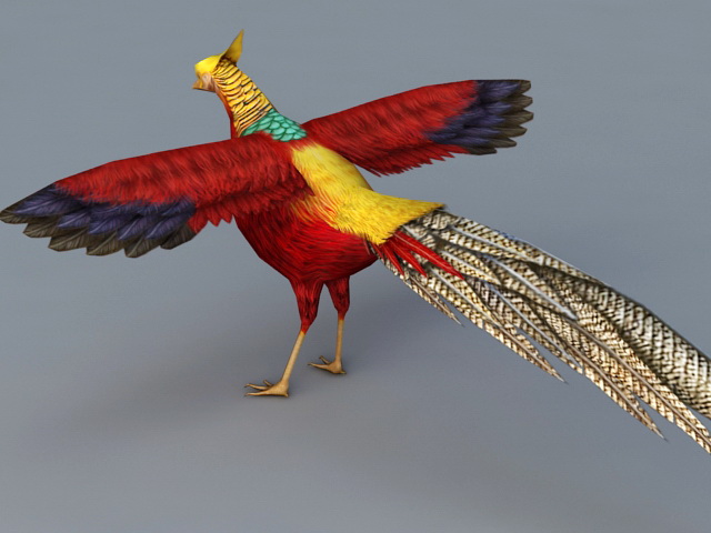 The golden pheasant bird which is marked for luck in China-tnilive telugu kids birds stories and infor