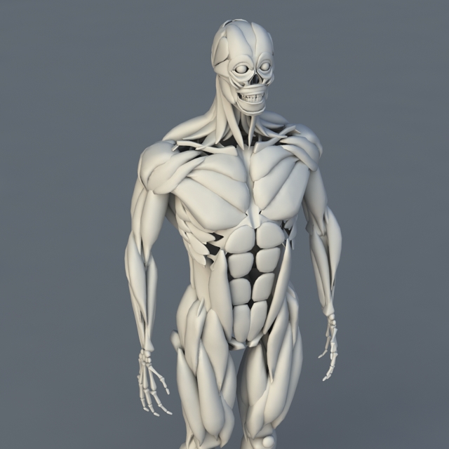 Free 3d Cad Models Human