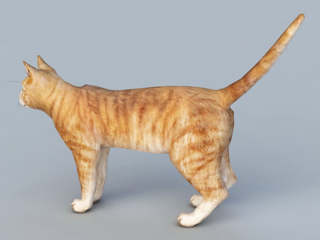 Orange Cat 3d Model Cadnav