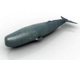 Whale 3d Model Free Download