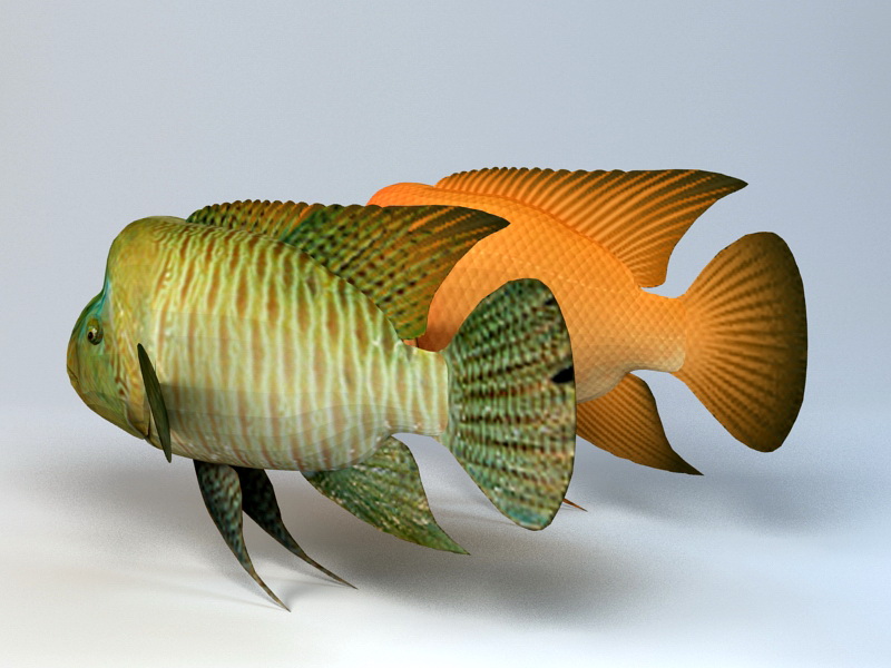 3dSkyHost: Humphead Wrasse Fish 3D Model