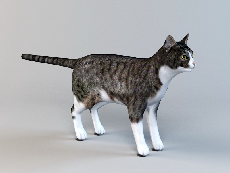 Tabby Cat 3d model 3ds Max files free download modeling 47551 on CadNav