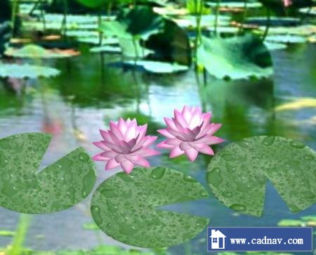Water lilly 3d rendering