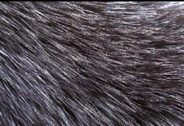 Rabbit fur texture
