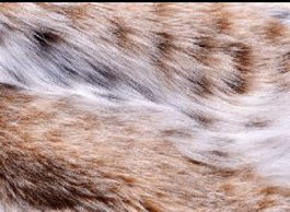 Raw Tiger Skins texture