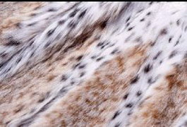 Raw Leopard Skins texture