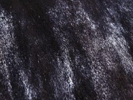 Black Bear Skins texture
