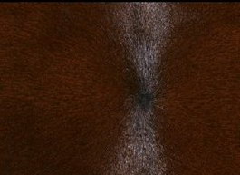 Heavy Hair Pony Skins texture
