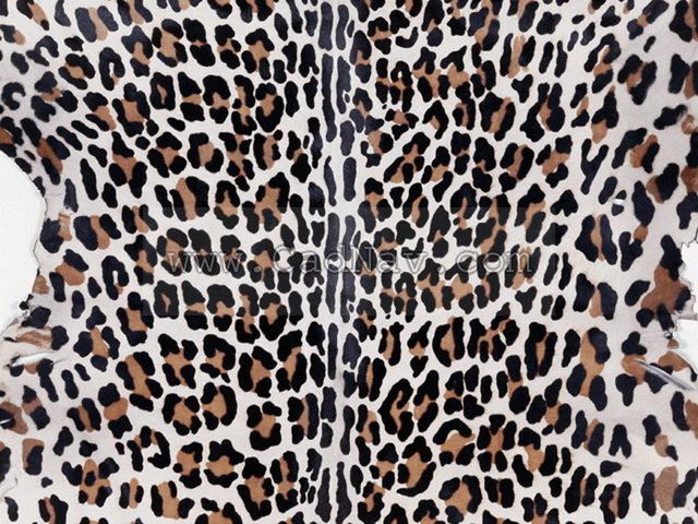 Raw Leopard Skin Texture Image 368 On Cadnav 