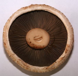 Mushrooms texture