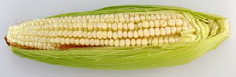 Corn cob texture