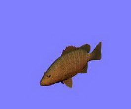 Mangrove red snapper 3d model preview