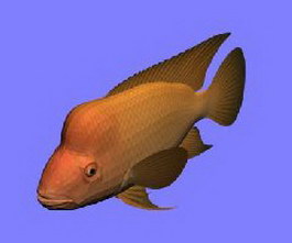 Red Devil fish 3d model preview