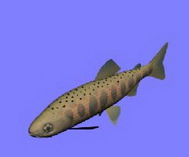 Red spotted masu trout 3d model preview
