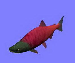 Sockeye salmon(red salmon) 3d model preview
