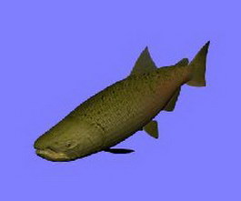 Chinook salmon 3d model preview