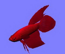RedBetta fish 3d model preview